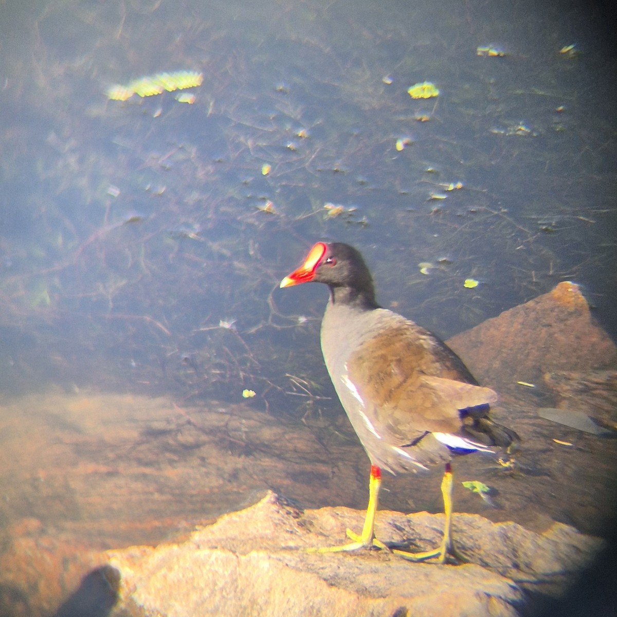 Eurasian Moorhen - ML640262489