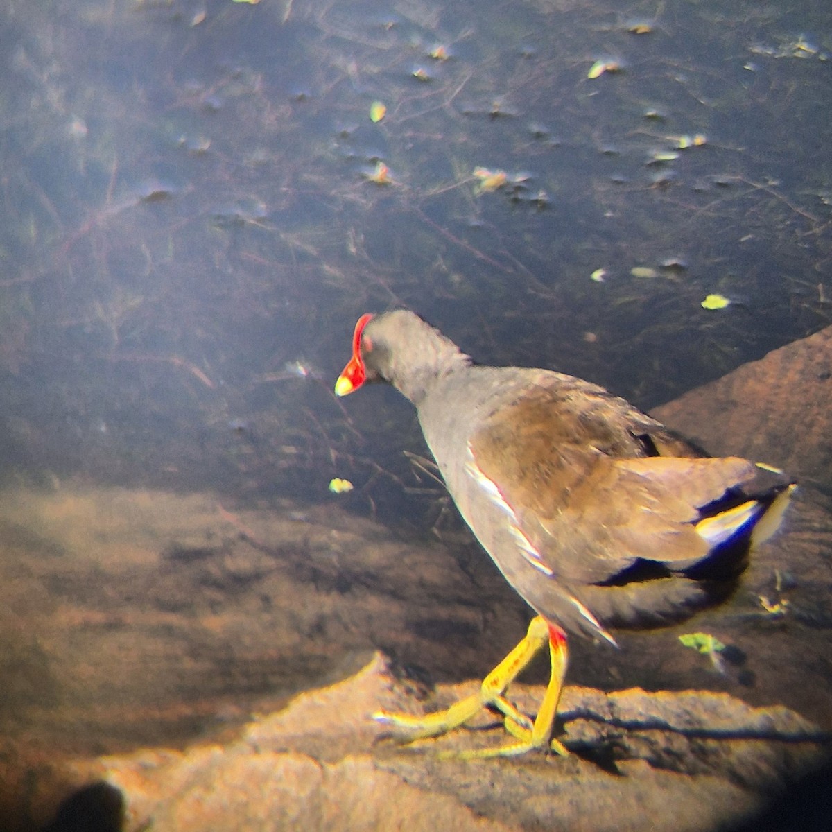 Eurasian Moorhen - ML640262490
