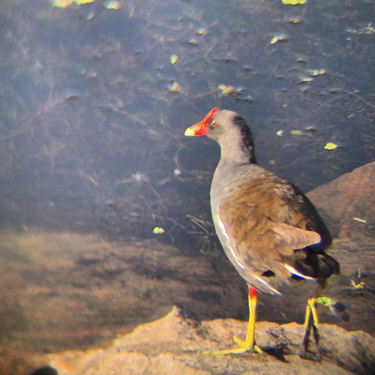 Eurasian Moorhen - ML640262491