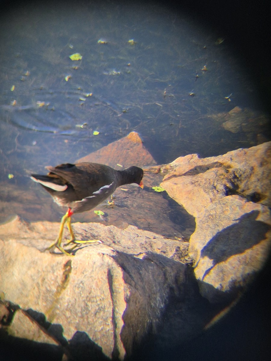 Eurasian Moorhen - ML640262492