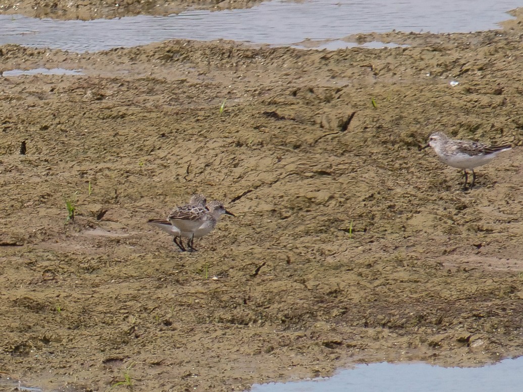 Western Sandpiper - ML640262497