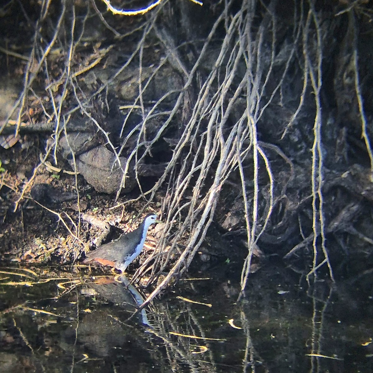 White-breasted Waterhen - ML640262498