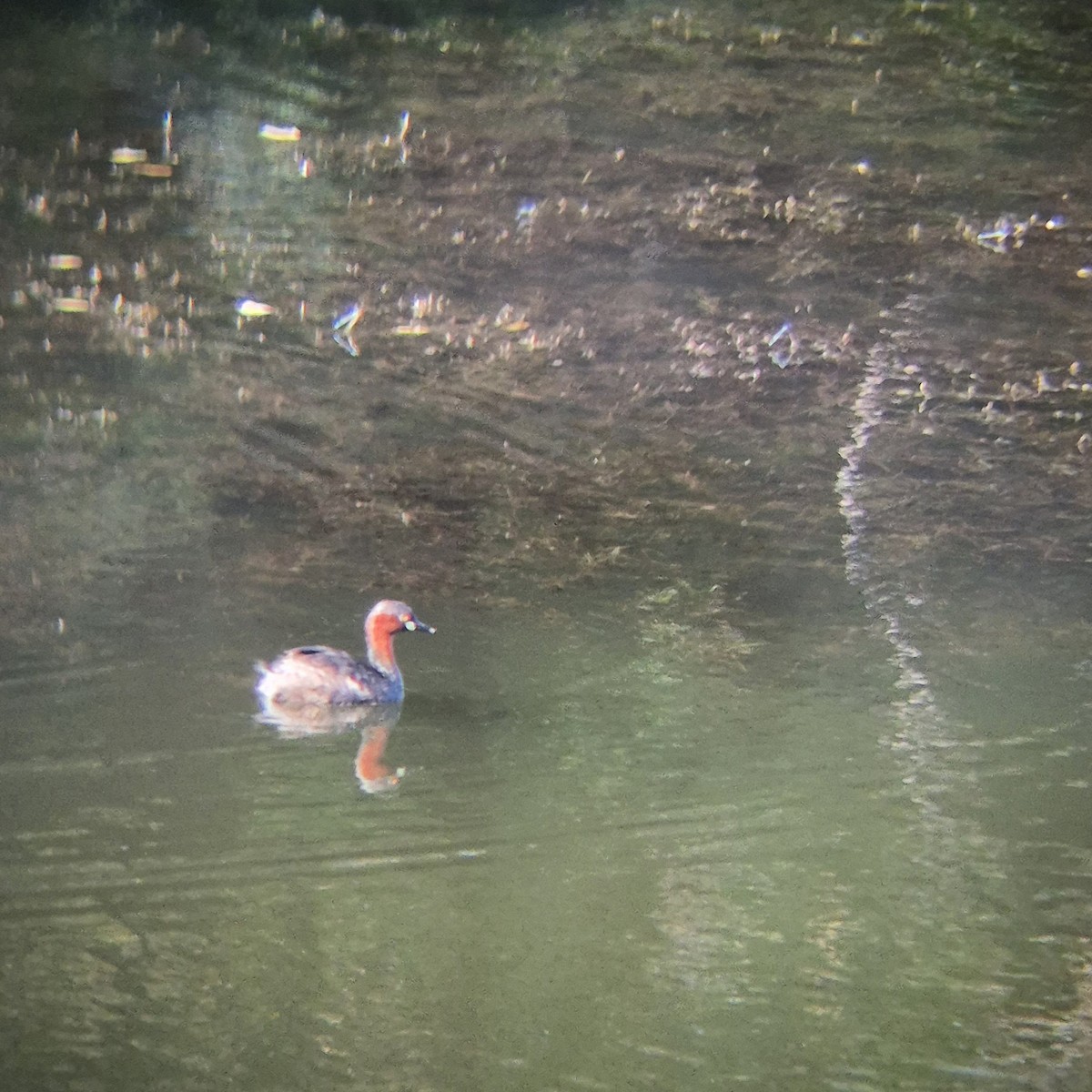 Little Grebe - ML640262507