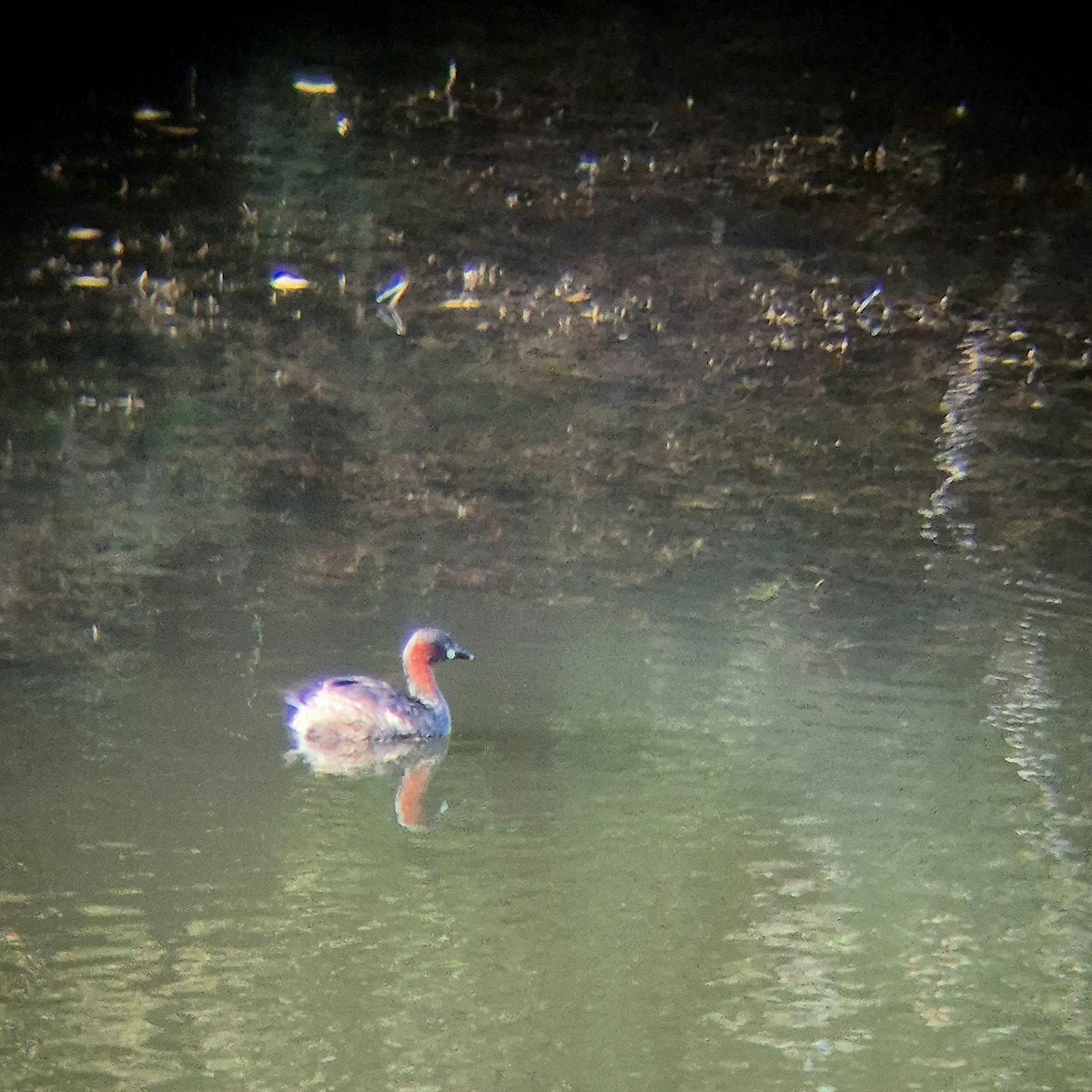 Little Grebe - ML640262508