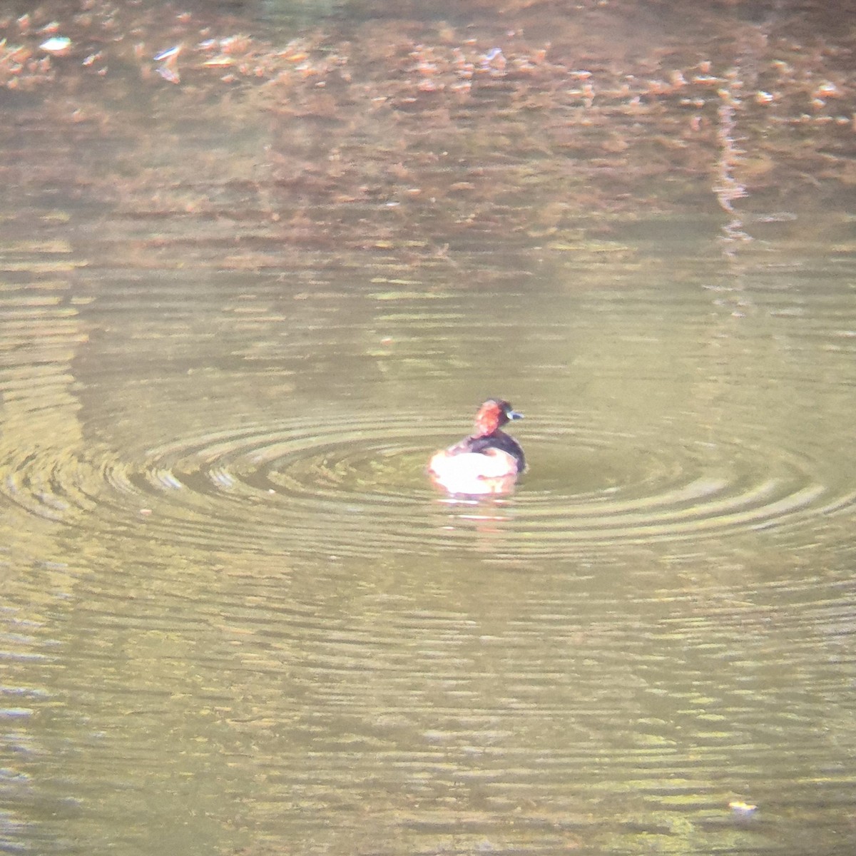 Little Grebe - ML640262509