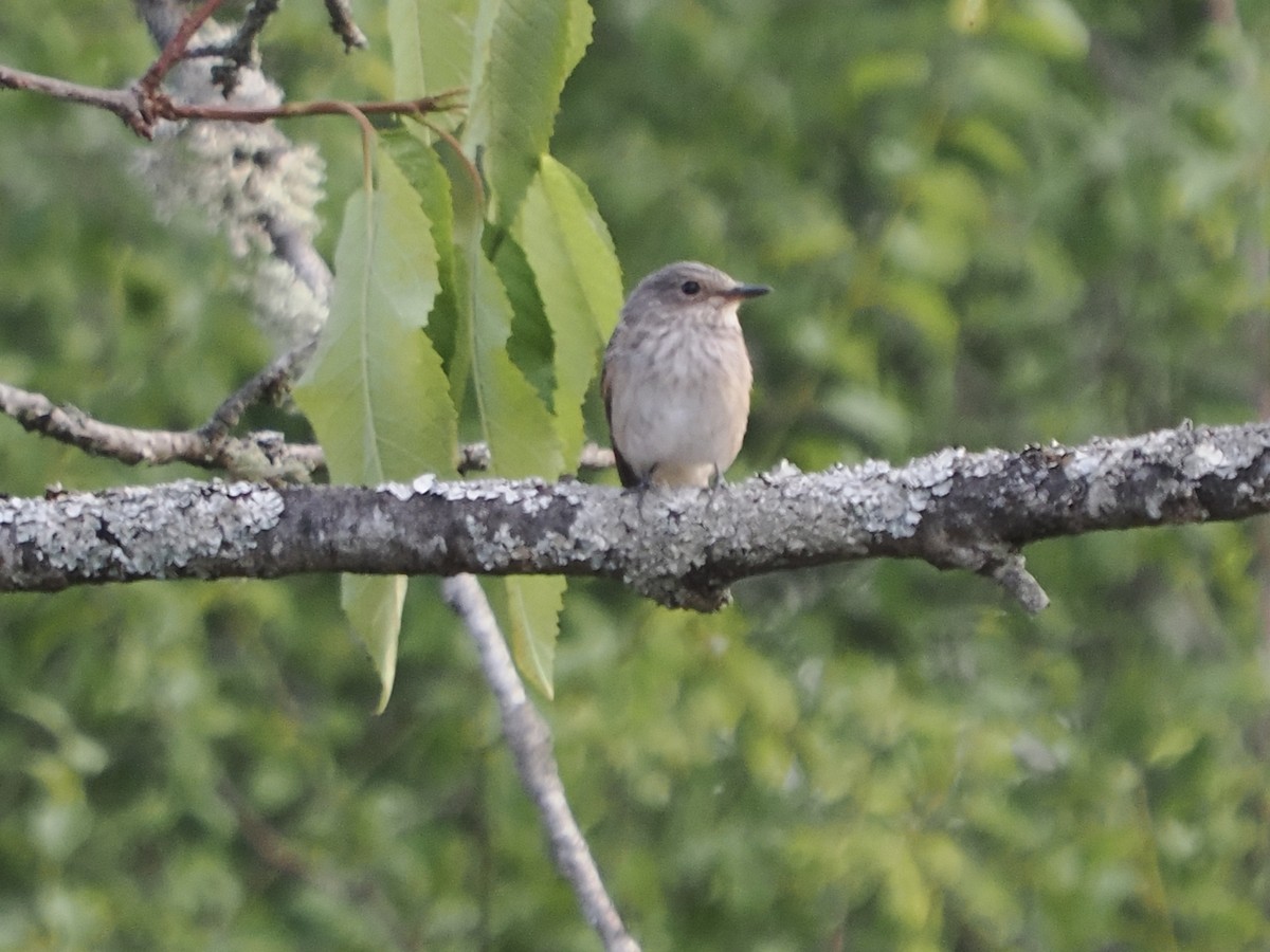 Spotted Flycatcher - ML640262510