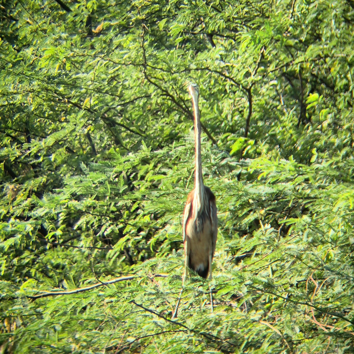 Purple Heron - ML640262511