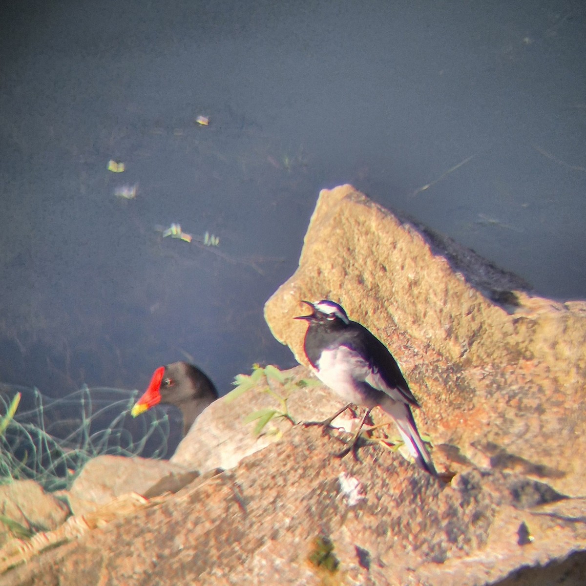 White-browed Wagtail - ML640262521