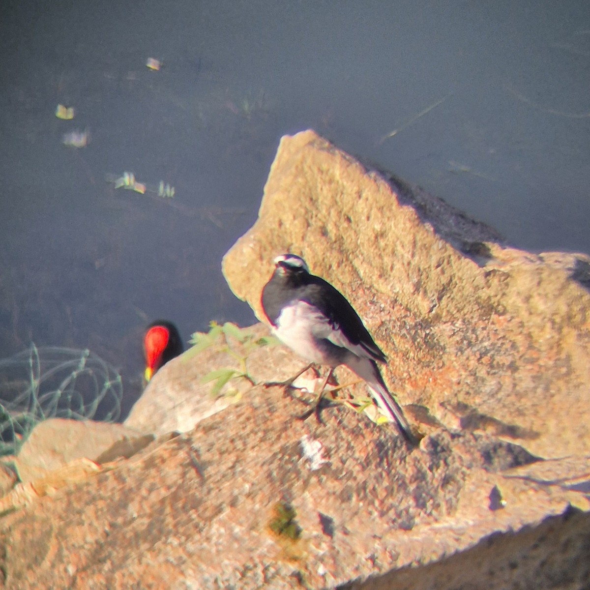 White-browed Wagtail - ML640262522