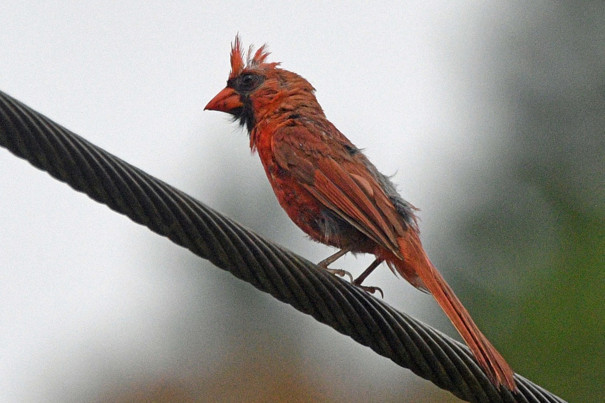 Northern Cardinal - ML640262699