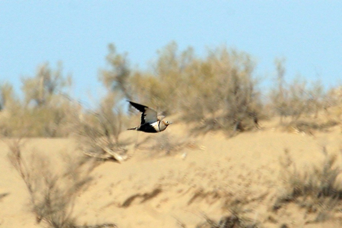 Black-bellied Sandgrouse - ML640262717