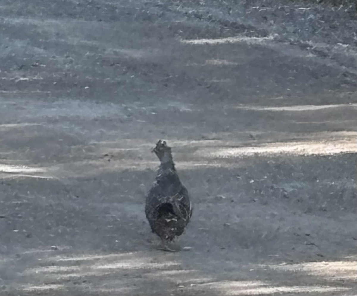 Dusky Grouse - ML640262733