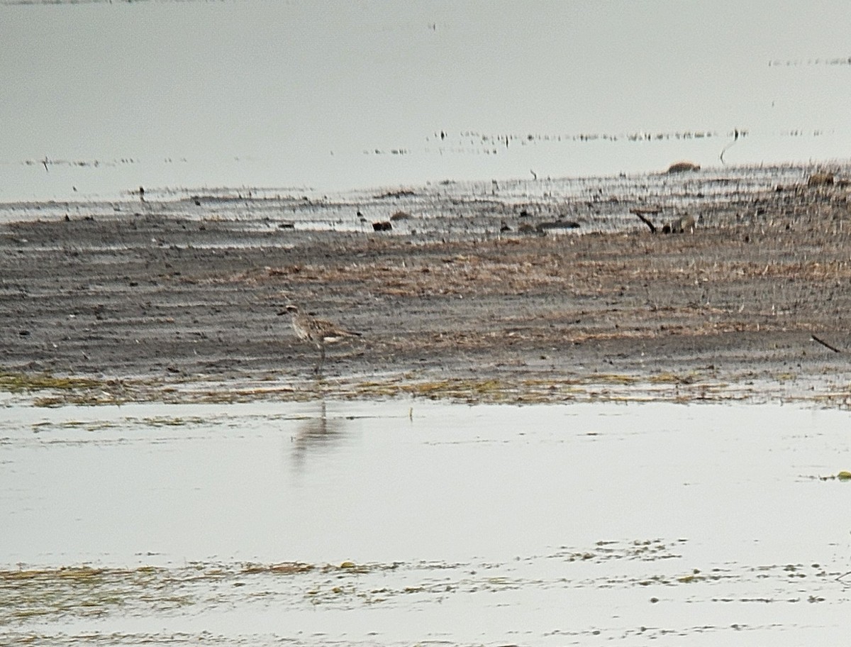 Black-bellied Plover - ML640262779