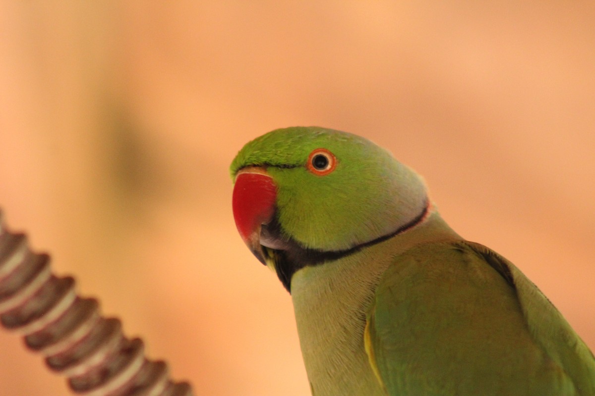 Rose-ringed Parakeet - ML640262802