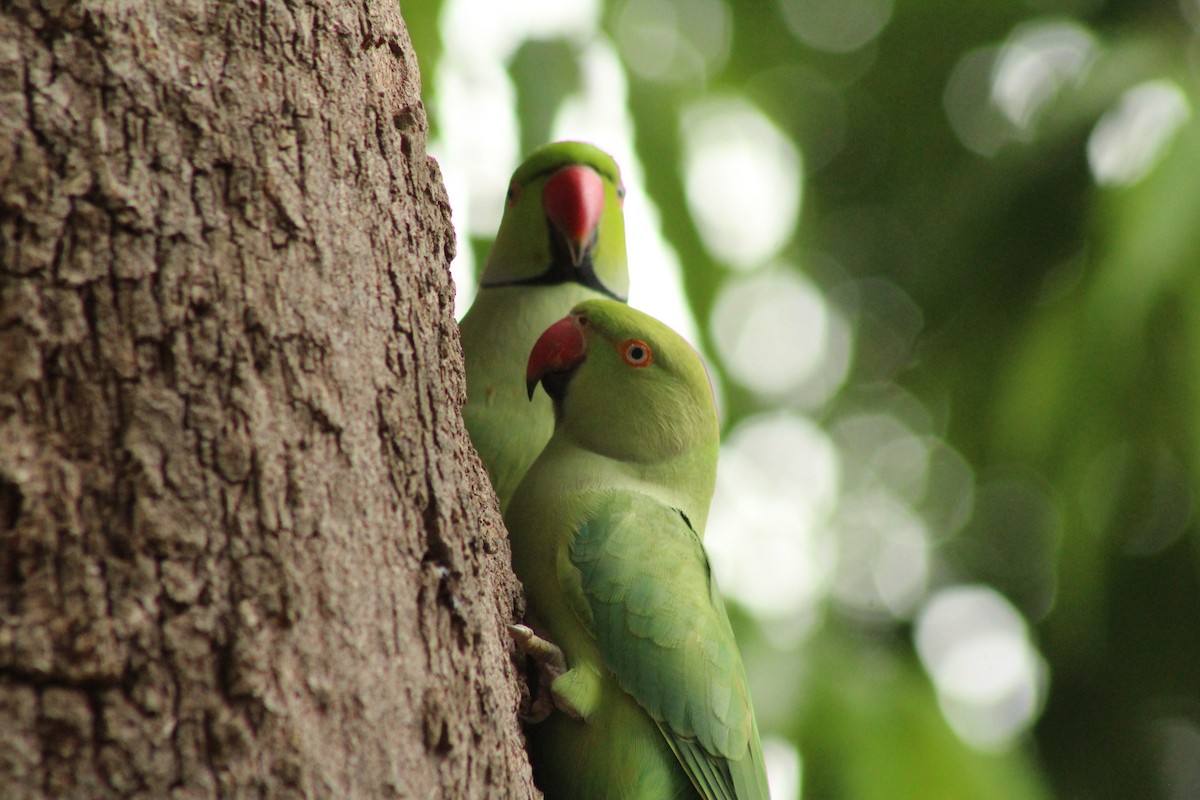 Rose-ringed Parakeet - ML640262805