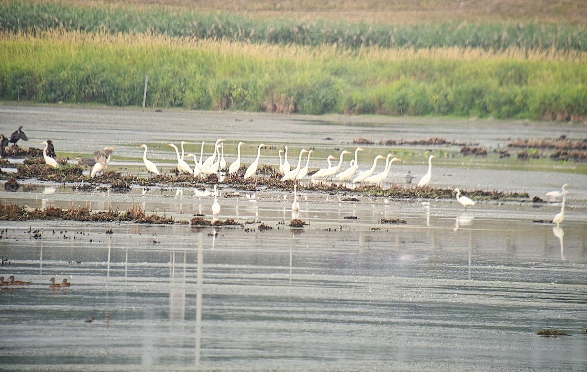 Great Egret - ML640262806