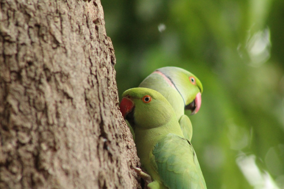 Rose-ringed Parakeet - ML640262808
