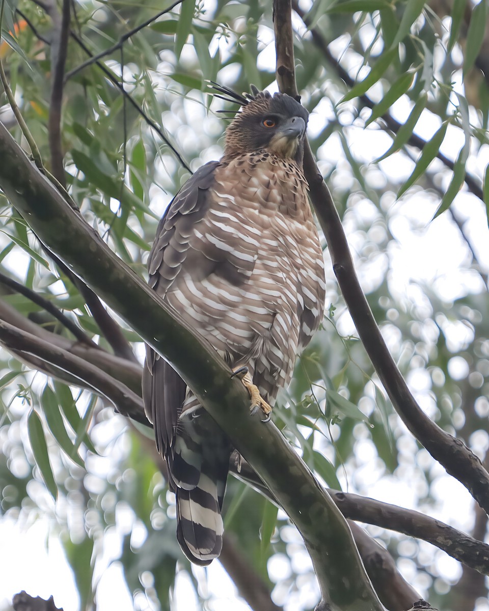 Legge's Hawk-Eagle - ML640262810