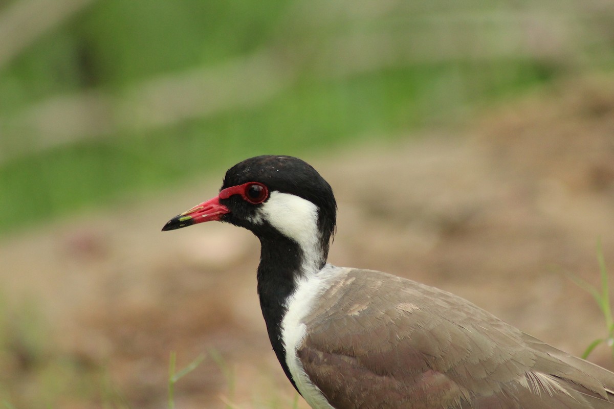 Red-wattled Lapwing - ML640262813