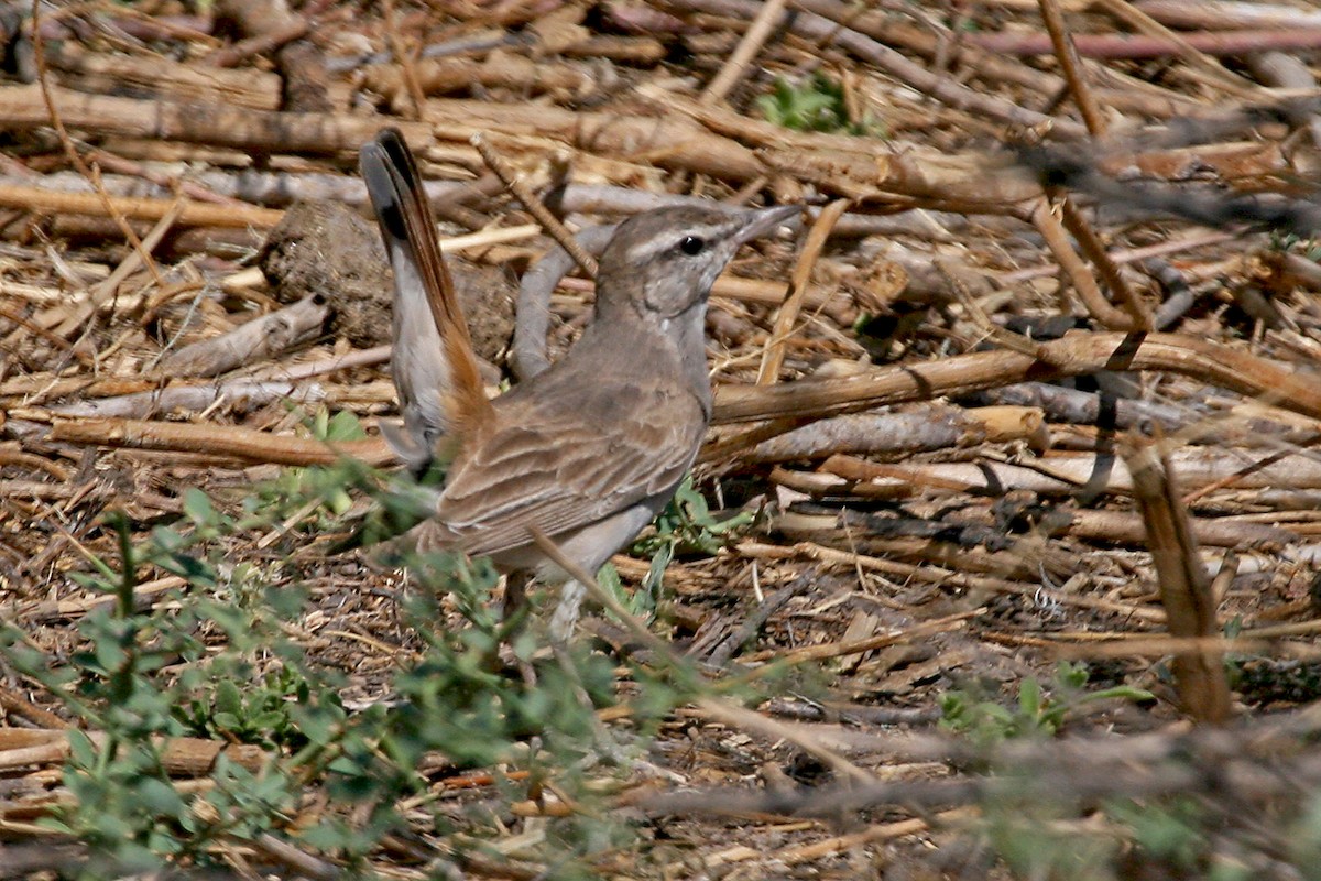 Rufous-tailed Scrub-Robin (Rufous-tailed) - ML640262815