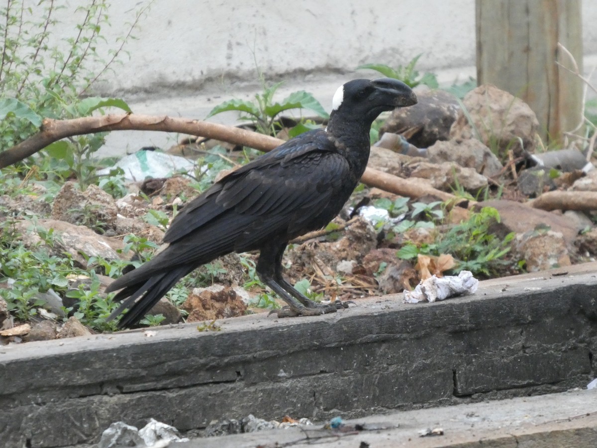 Corbeau corbivau - ML640262816