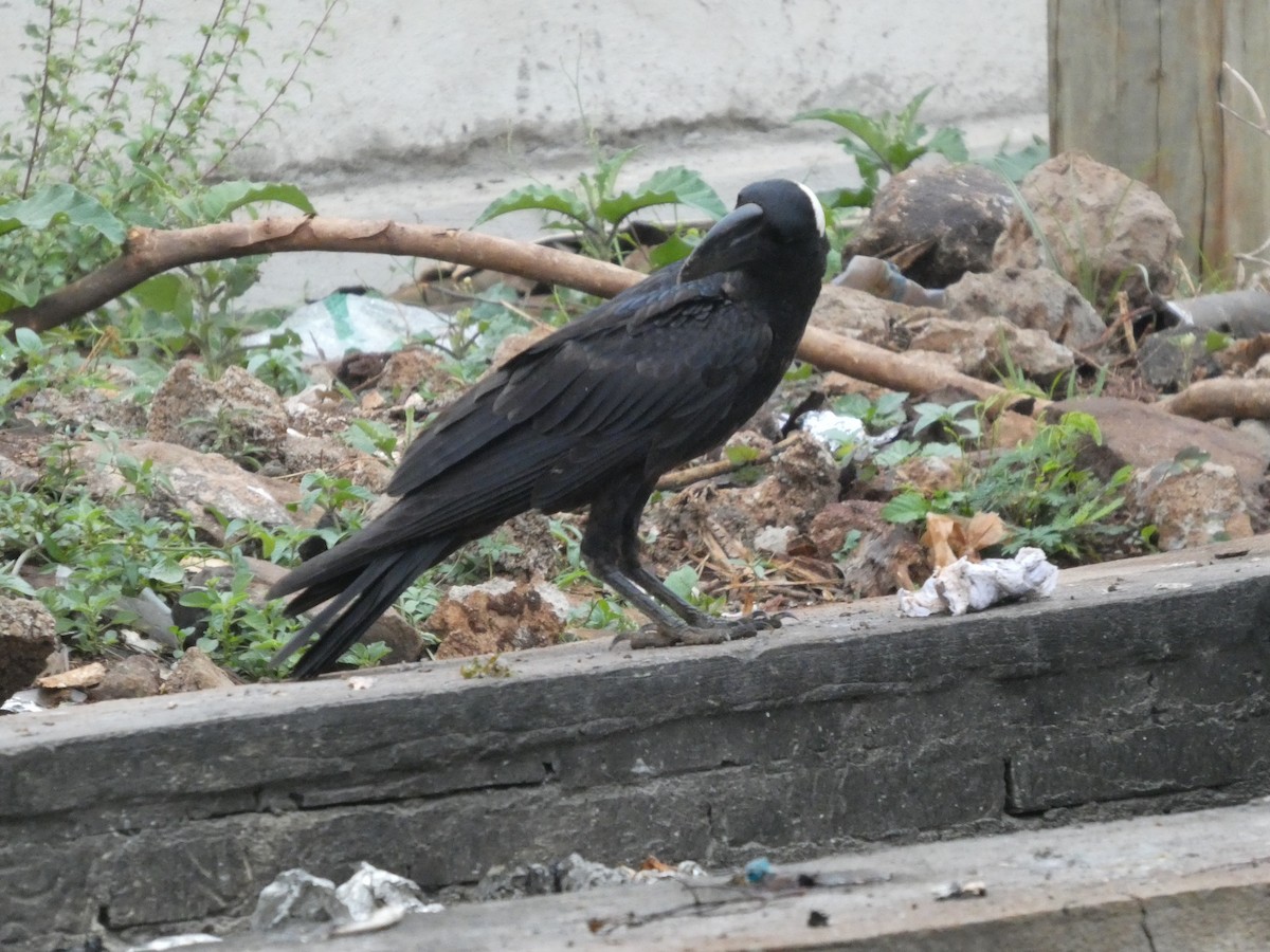 Corbeau corbivau - ML640262817