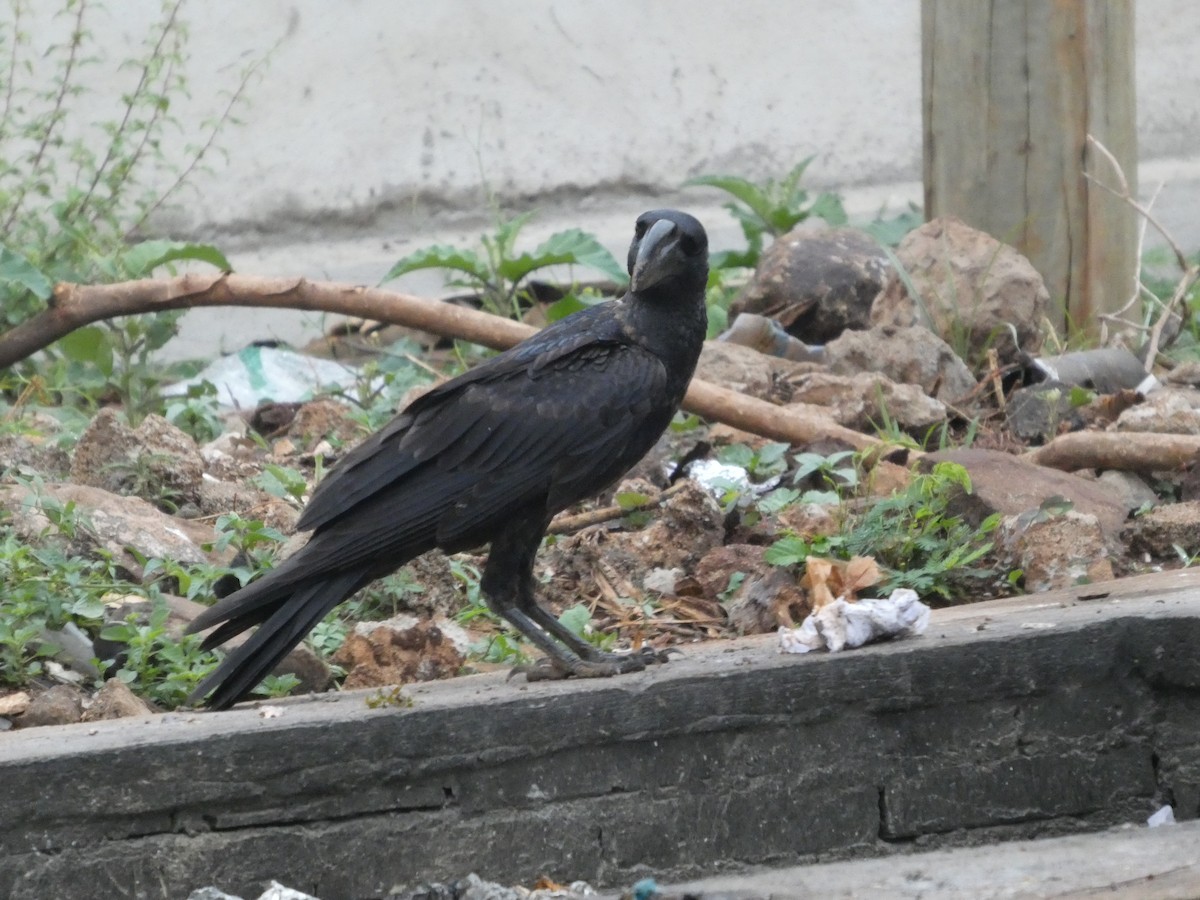 Corbeau corbivau - ML640262818