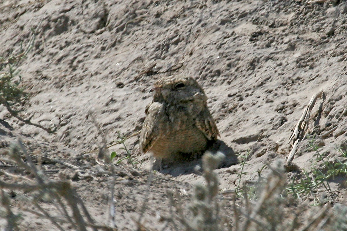 Egyptian Nightjar - ML640262819