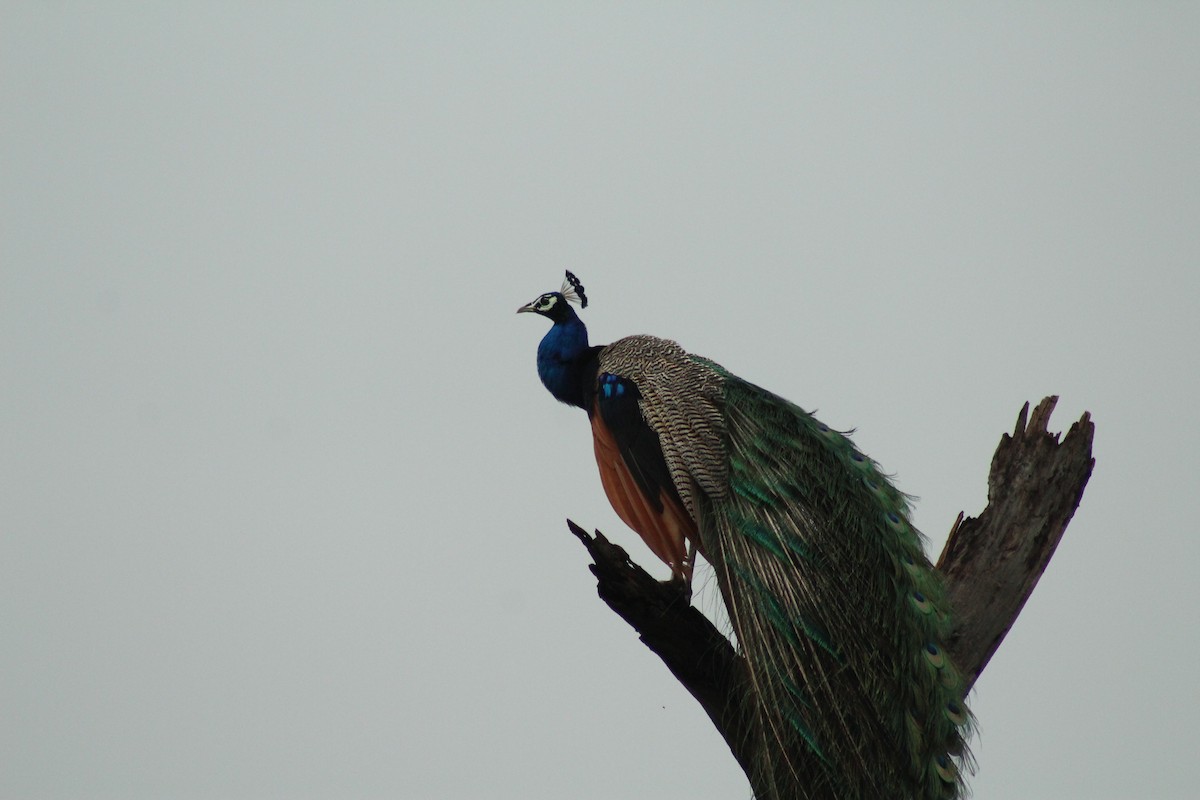 Indian Peafowl - ML640262820