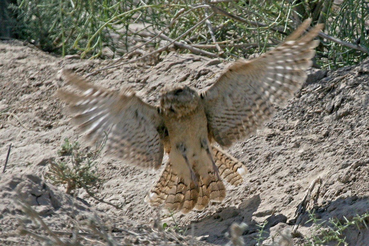 Egyptian Nightjar - ML640262824
