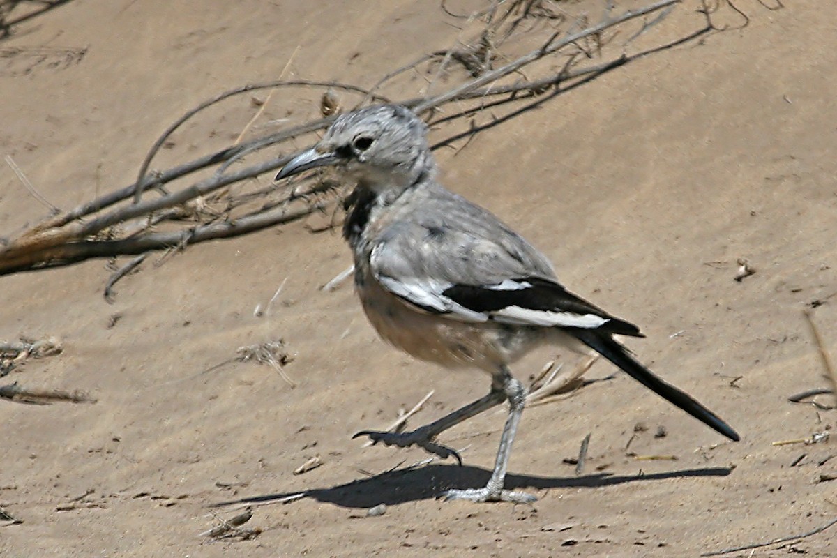 Turkestan Ground-Jay - ML640262834