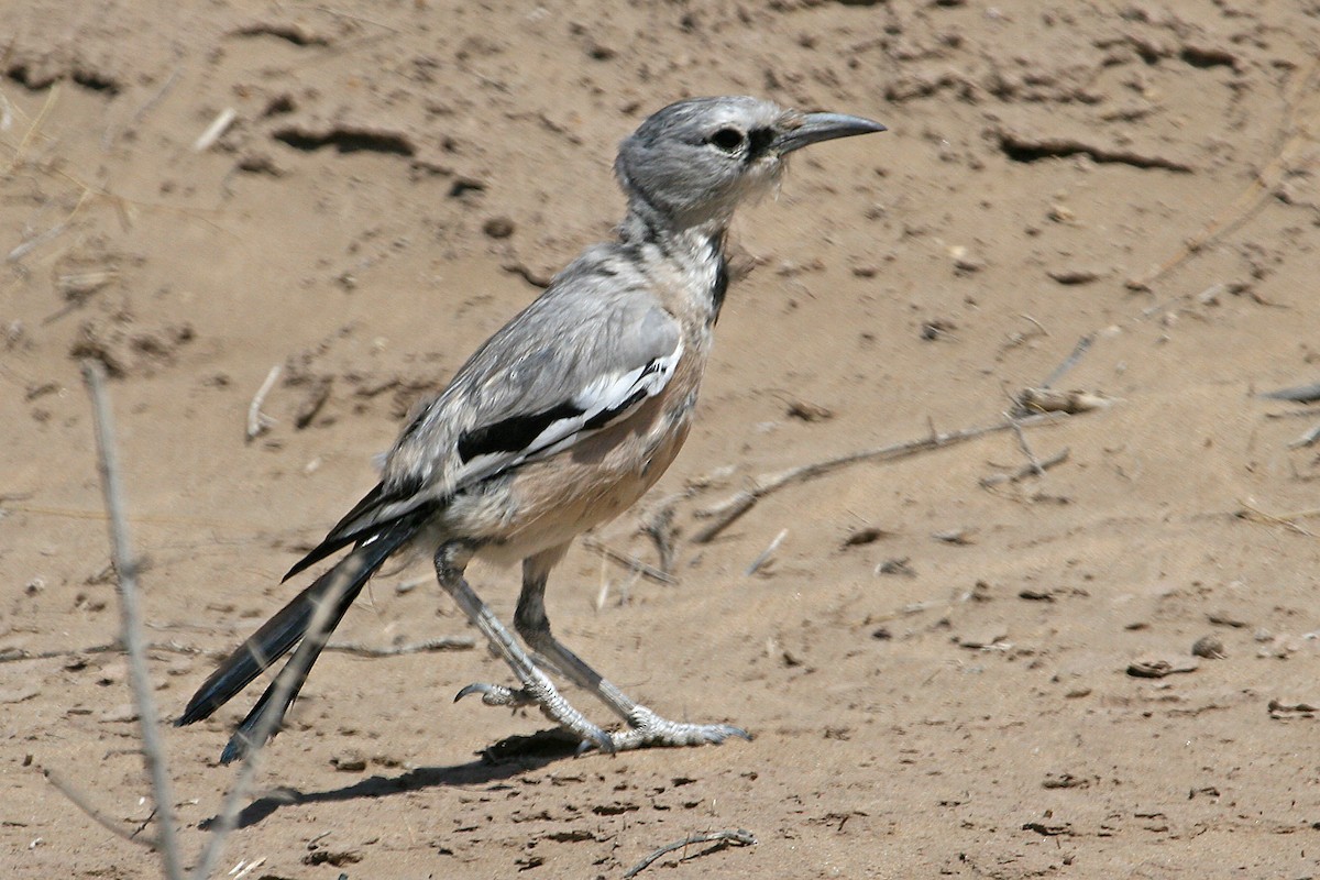 Turkestan Ground-Jay - ML640262837