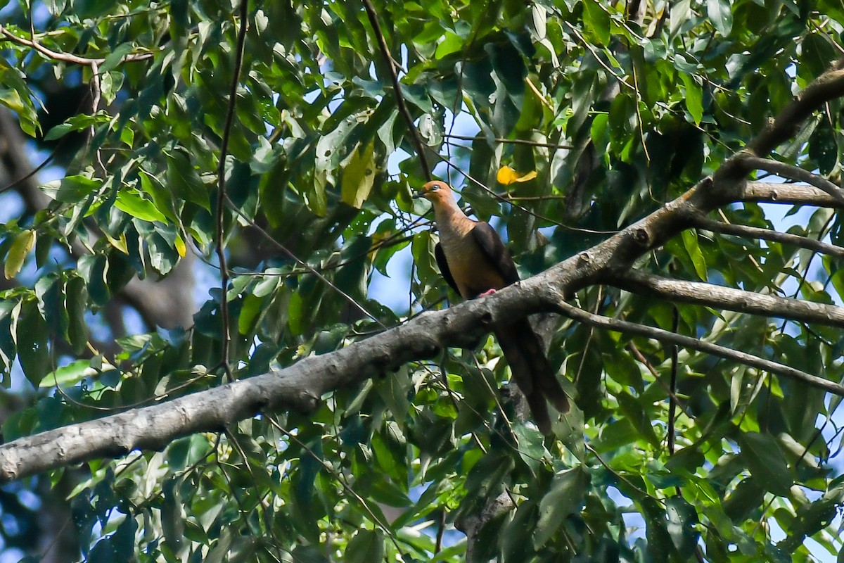 Amboyna Cuckoo-Dove - ML640262839