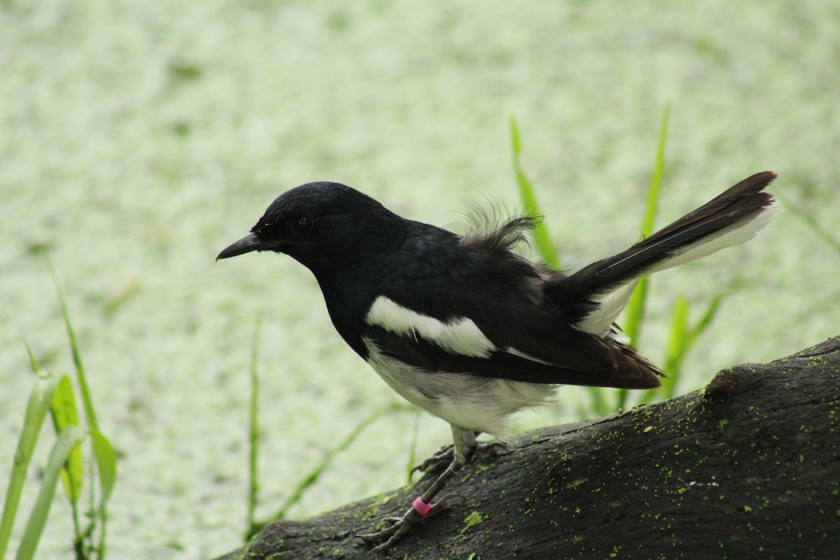 Oriental Magpie-Robin - ML640262841