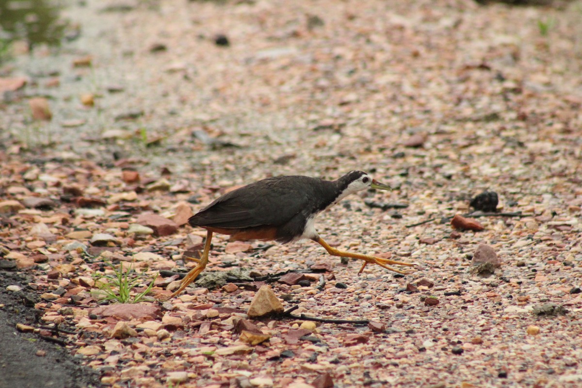 White-breasted Waterhen - ML640262858