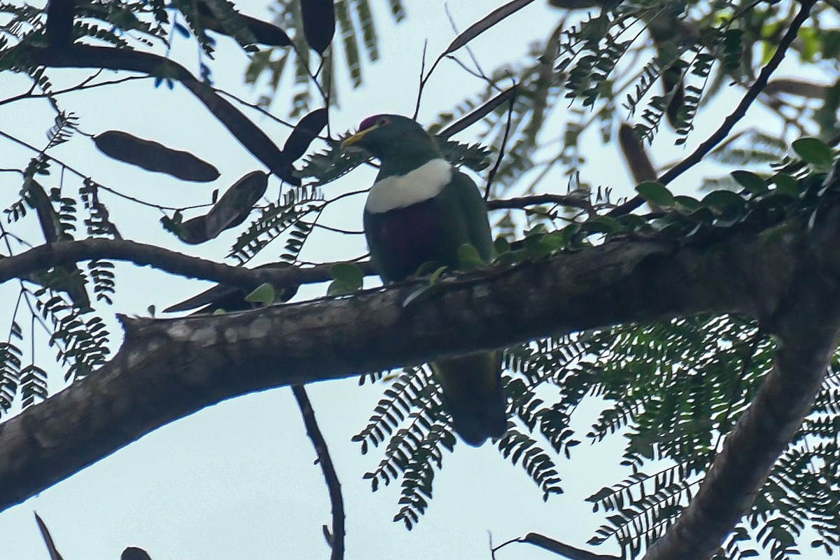 White-breasted Fruit-Dove - ML640262859
