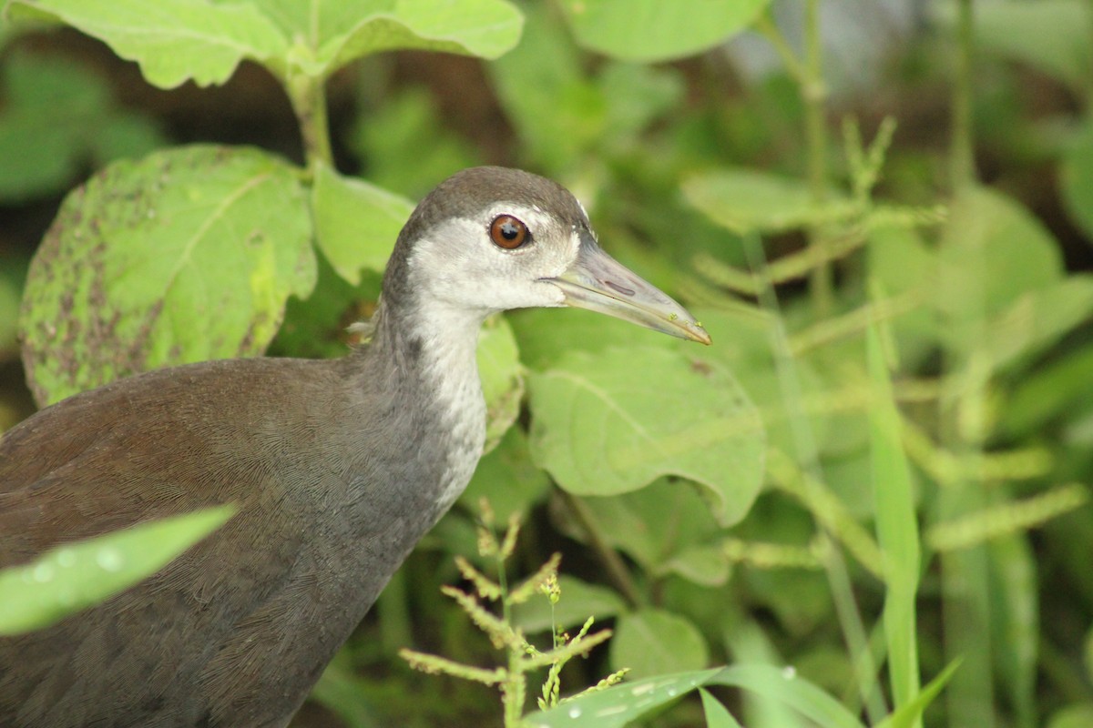 White-breasted Waterhen - ML640262862