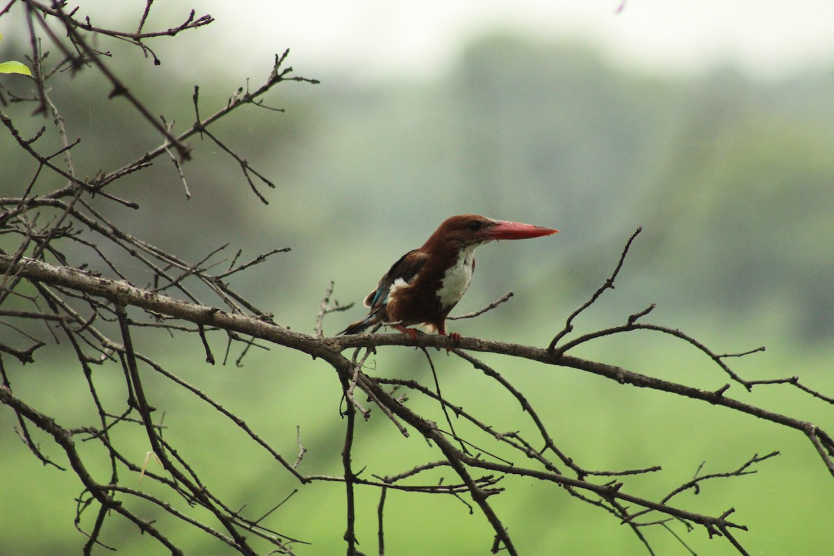 White-throated Kingfisher - ML640262864