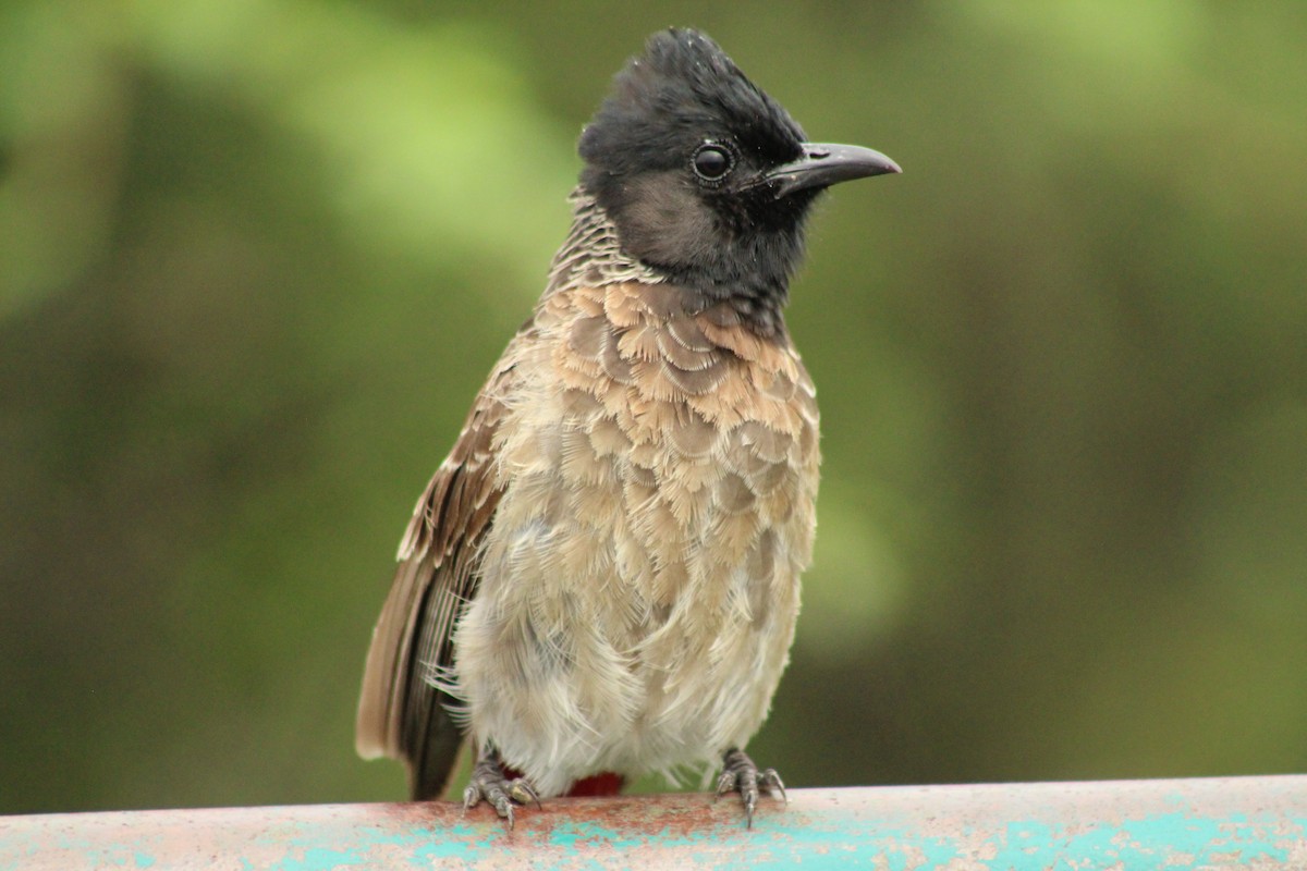 Red-vented Bulbul - ML640262871