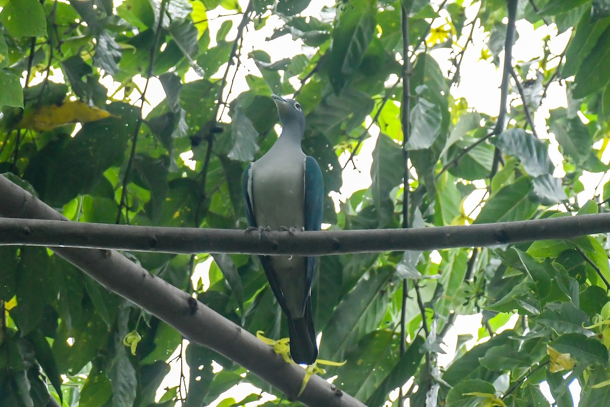 Spectacled Imperial-Pigeon - ML640262873