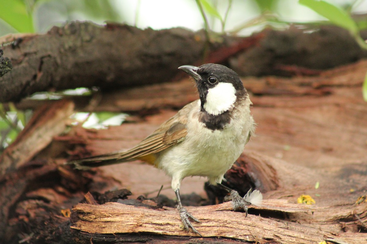 White-eared Bulbul - ML640262874
