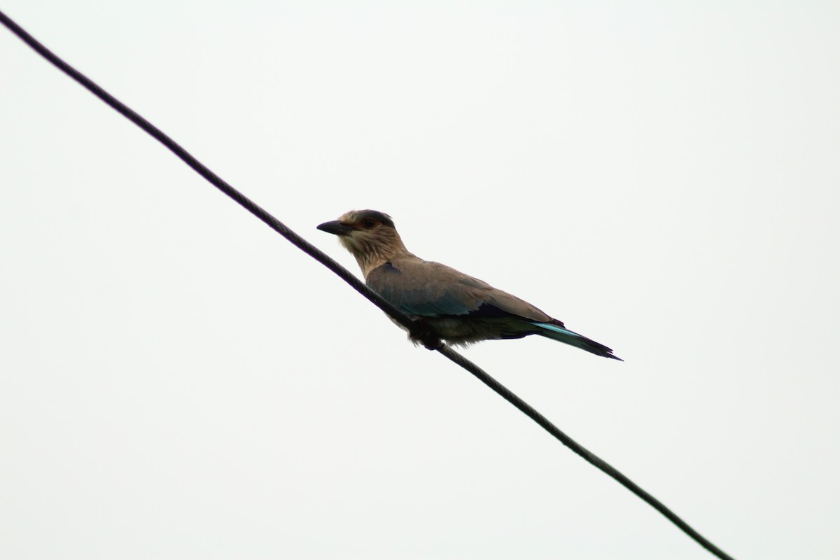 Indian Roller - ML640262877