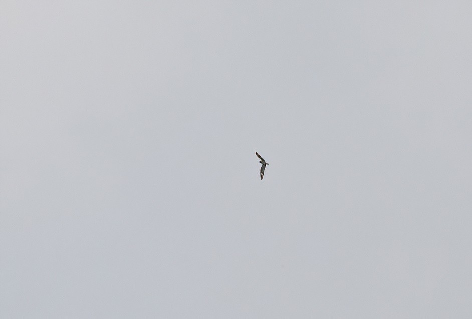 Common Nighthawk - ML640262878