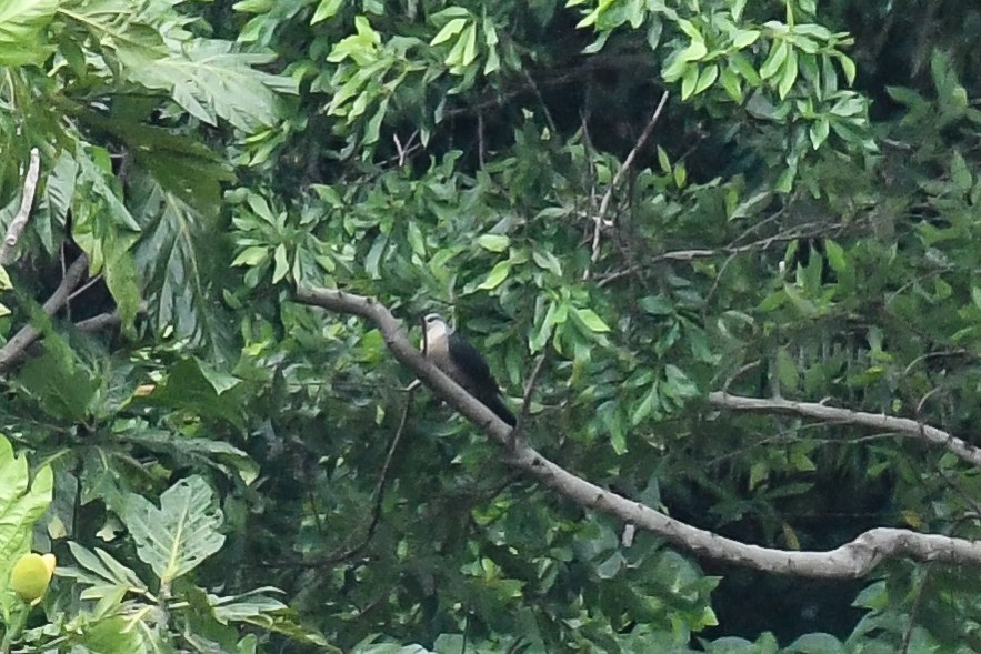 Buru Mountain-Pigeon - ML640262879