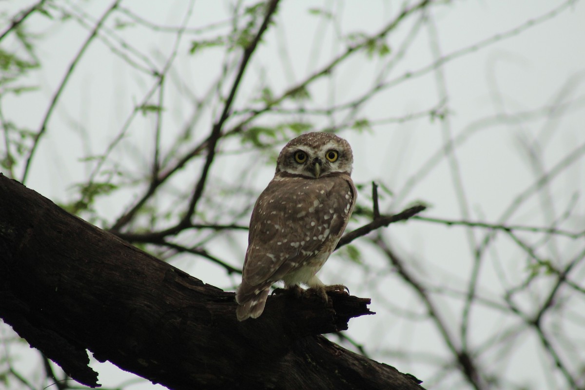 Spotted Owlet - ML640262880