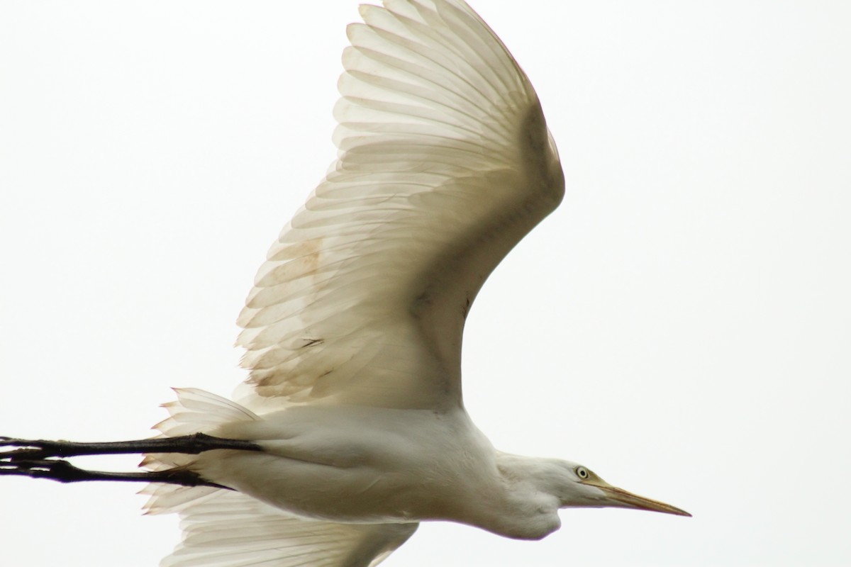 Medium Egret - ML640262921