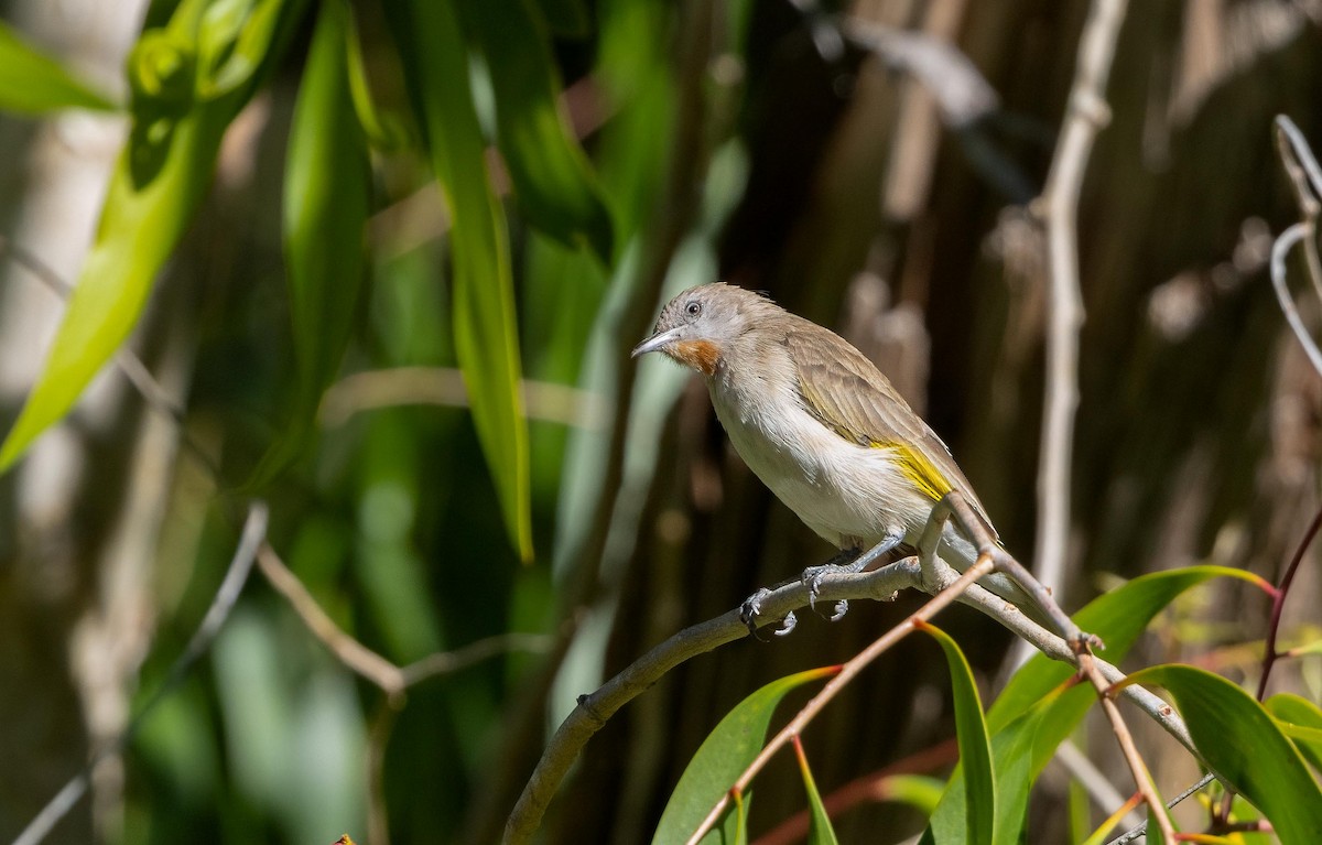 Rufous-throated Honeyeater - ML640262925