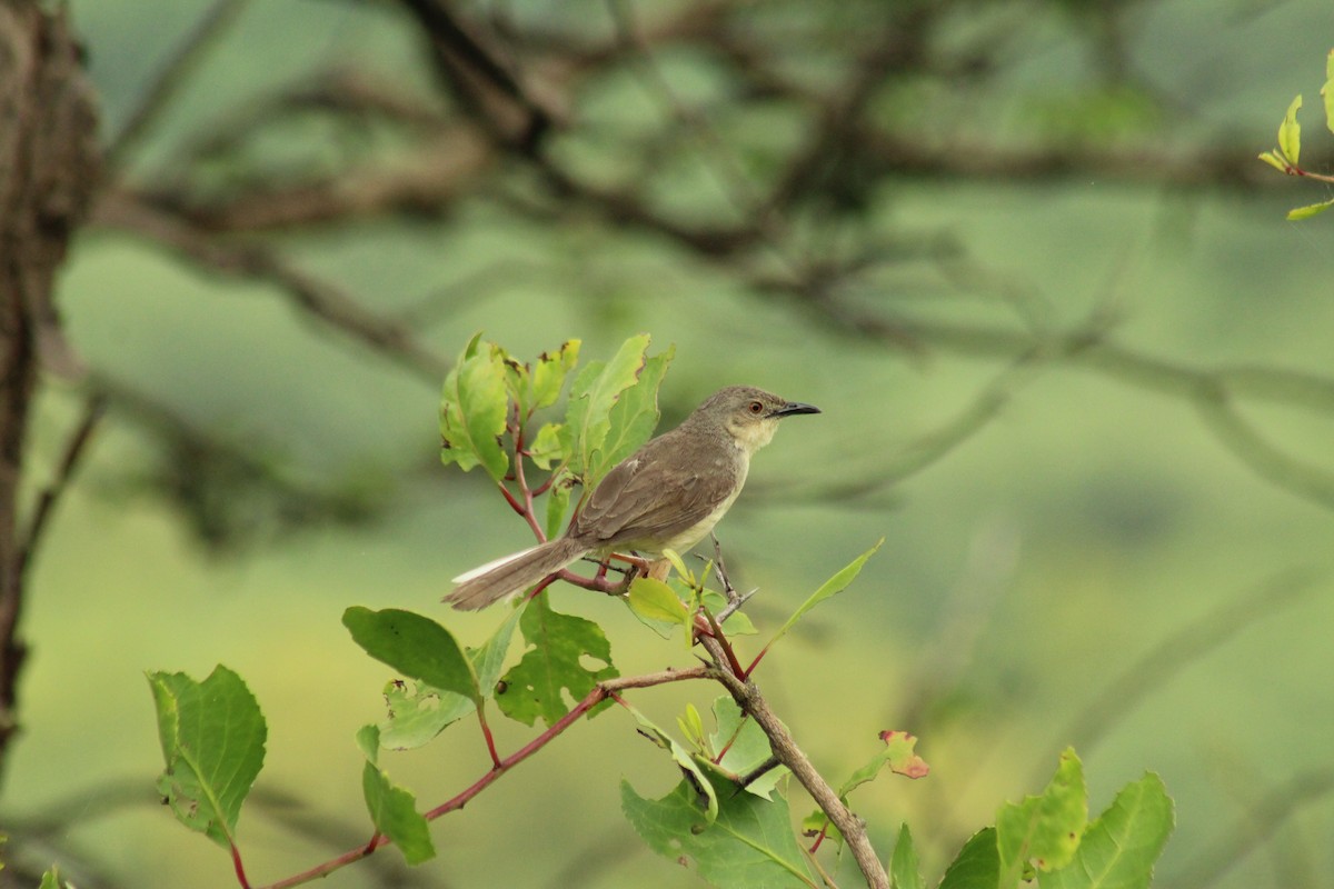 Jungle Prinia - ML640262926