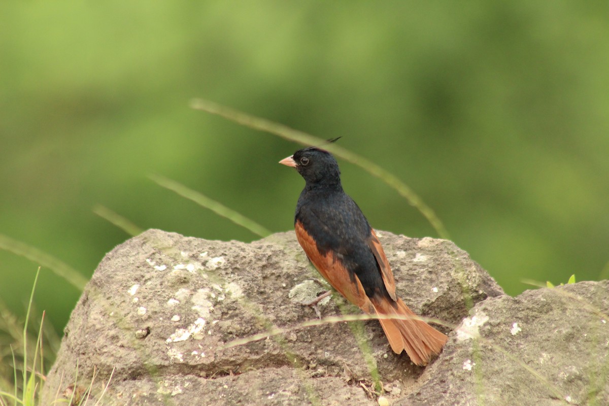 Crested Bunting - ML640262927