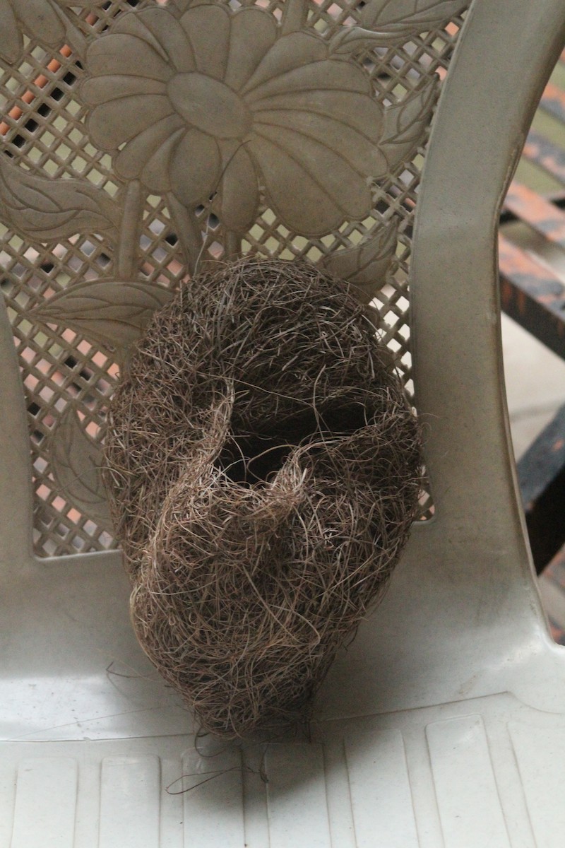 Baya Weaver - ML640262933